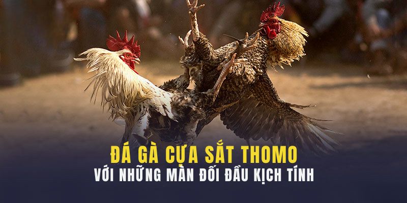 Nhiều ưu điểm khi chơi chọi gà cựa sắt tại Kuwin